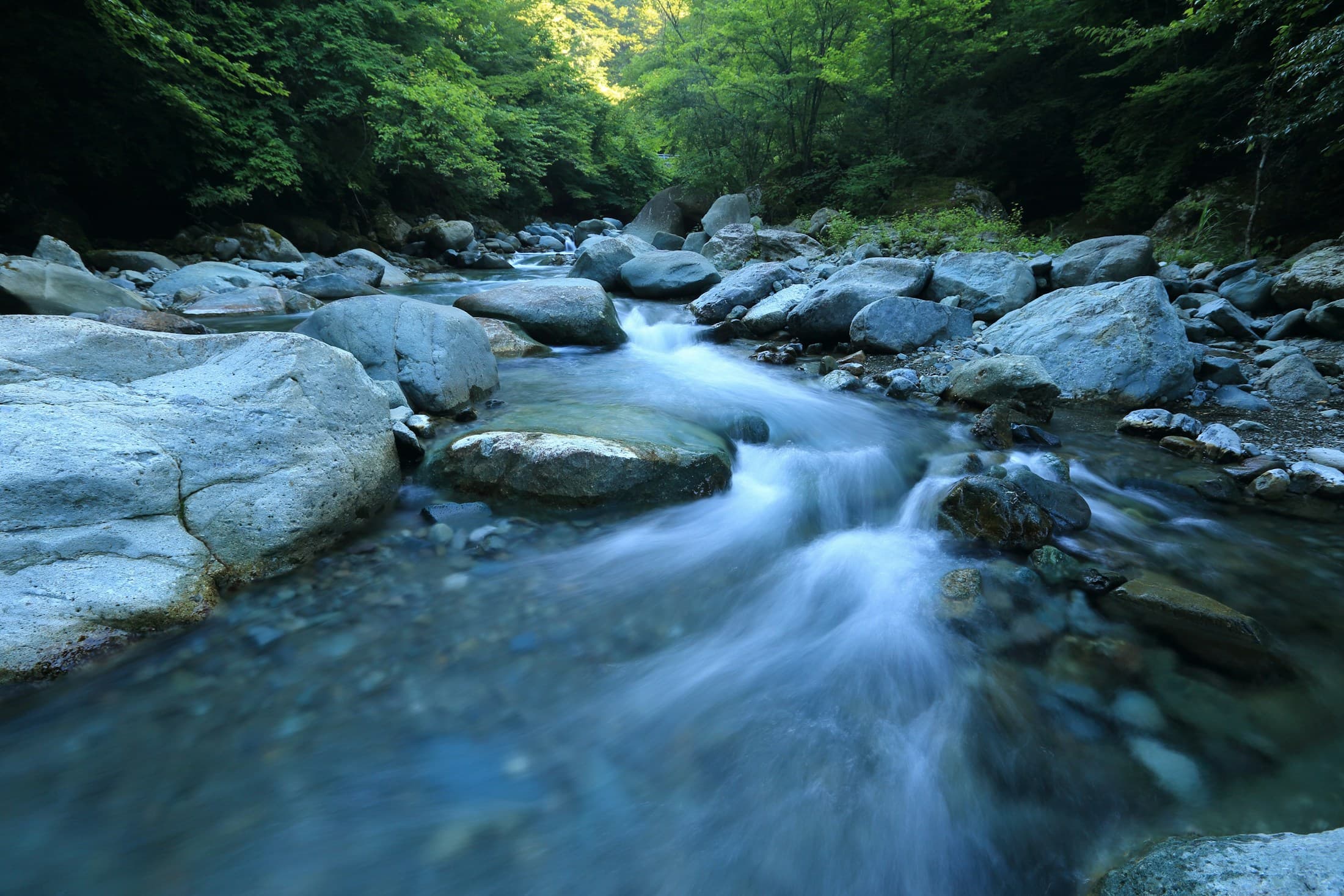 A forest river flowing over rocks beneath a green canopy